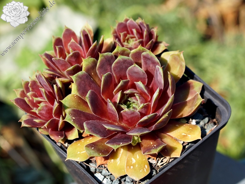 Jungle Fires | Sempervivum-Liste
